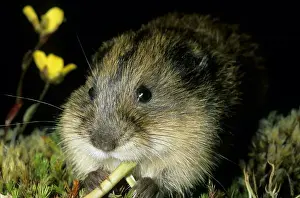 Lemming Prints: Siberian Lemming - Young nibbles grass at dusk