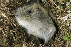 Siberian Lemming - young pops out at the entrance
