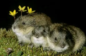 Lemming Prints: Siberian Lemmings - Three young huddle together