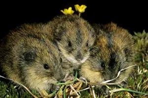 Lemming Prints: Siberian Lemmings - Three young nibble grass