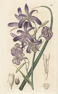 Shrub Prints: Siberian lily, Ixiolirion tataricum