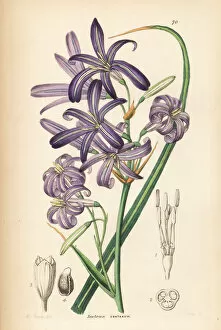 Shrubbery Gallery: Siberian lily or lavender mountain lily, Ixiolirion