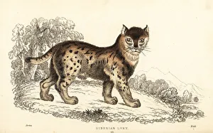 Predator Prints: Siberian lynx, Lynx lynx wrangeli (Felis lynx)