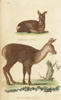 Kearsley Prints: Siberian musk deer or ciervo, Moschus moschiferus