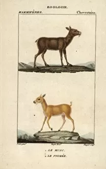 Moschus Collection: Siberian musk deer, Moschus moschiferus