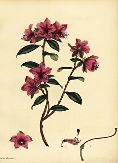 Henry Andrews Prints: Siberian rhododendron, Rhododendron dauricum