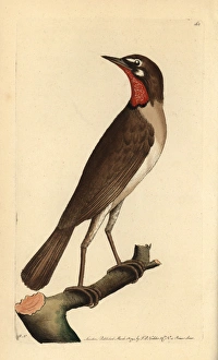 Luscinia Gallery: Siberian rubythroat, Luscinia calliope