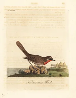 Latham Collection: Siberian rubythroat, Luscinia calliope