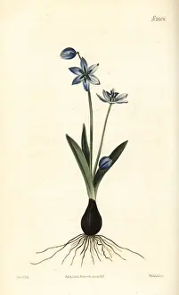 Siberian squill or wood squill, Scilla siberica