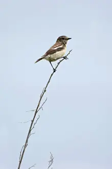 Breeding Prints: Siberian Stonechat / Asian Stonechat - adult female