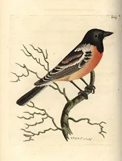 Motacilla Prints: Siberian stonechat, Saxicola maurus