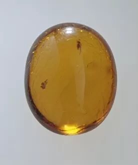 Araneae Gallery: Sicilian amber