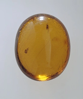 Araneae Gallery: Sicilian amber