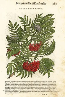 Anazarbeo Gallery: Sicilian sumac or tanners sumach, Rhus coriaria
