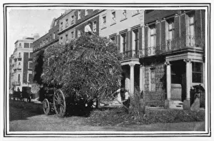 Prevention Prints: Sickness / Laying of Straw