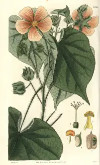 Mollis Prints: Sida mollis, soft-leaved sida with pale-orange