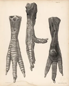 Melville Gallery: Side, front and back of the leg of a dodo