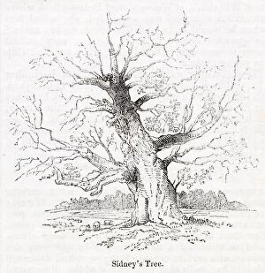 Images Dated 4th December 2019: Sidneys oak tree at Penshurst, Tonbridge, Kent
