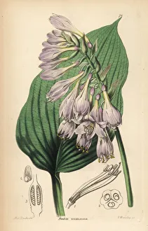 Ornamental Collection: Siebolds hosta, Hosta sieboldiana