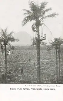 Climbed Prints: Sierra Leone - Picking Pine Kernels