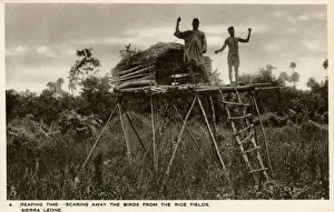 Live Prints: Sierra Leone, West Africa - Raised Shelters - Boy Scarecrows