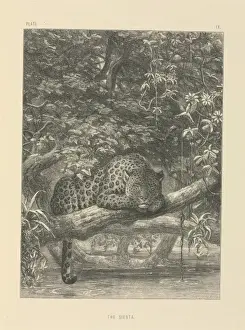 The Siesta