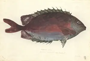 Perciform Prints: Siganus punctatus, goldspotted spinefoot