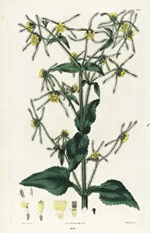 Sigesbeckia jorullensis