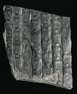 Bark Prints: Sigillaria laevigata, fossil lycopod bark