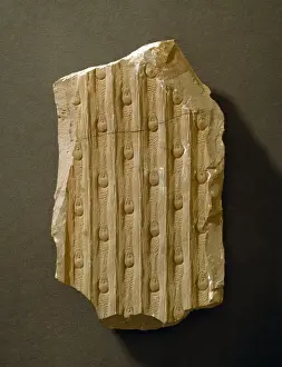 Lycopodiophyta Prints: Sigillaria rugosa, fossil plant