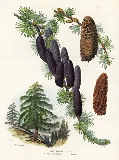 Sikkim larch, Larix griffithii