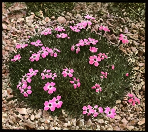 Silene Collection: Silene Acaulis (Moss Campion)