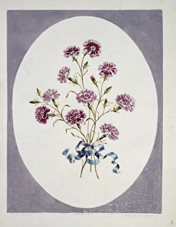 Silene Collection: Silene californica, Indian pink