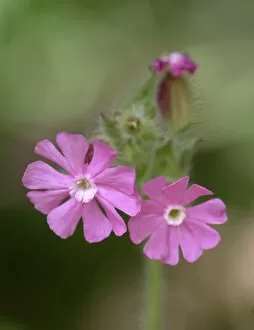 Silene Collection: Silene dioica, red campion