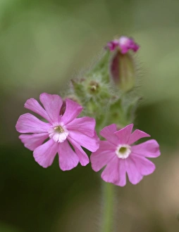 Silene Collection: Silene dioica, red campion
