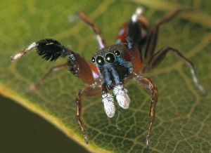 Araneae Gallery: Siler semiglaucus, jumping spider