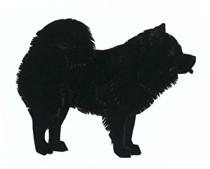 Images Dated 24th February 2012: Silhouette of a chow chow