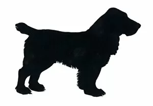 Images Dated 24th February 2012: Silhouette of a cocker spaniel