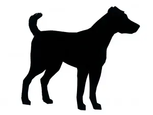 Silhouette of a dog standing still