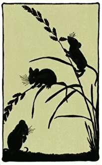 Images Dated 31st August 2012: Silhouette of field mice and corn