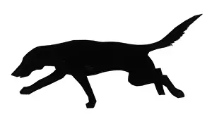 Smelling Prints: Silhouette of a pointer
