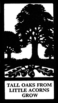 Acorn Gallery: Silhouette, Tall Oaks from Little Acorns Grow