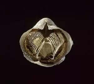 Acid Collection: Silicified brachiopod