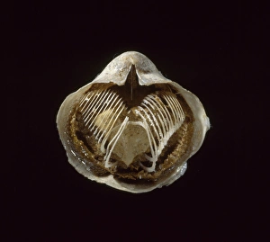 Acid Collection: Silicified brachiopod