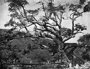 Malvales Collection: Silk Cotton tree, St. Thomas, West Indies 1873