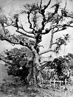 Malvales Collection: Silk cotton tree at St. Thomas, West Indies