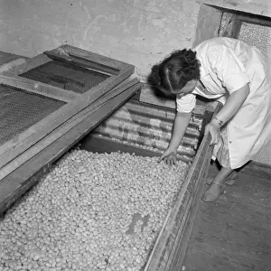 Silk Manufacture