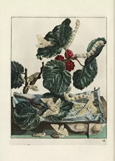 Alba Gallery: Silk moth and silkworm, Bombyx mori, on mulberry