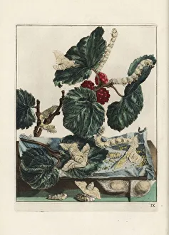 Pupa Collection: Silk moth and silkworm, Bombyx mori, on mulberry