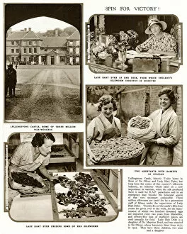 Dyke Collection: Silk production at Lullingstone Castle